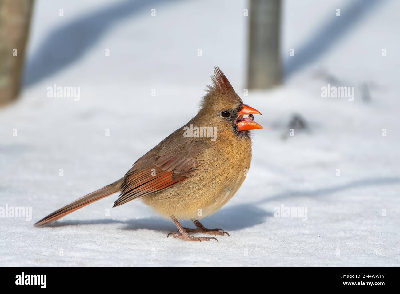 Cardinale settentrionale femminile nella neve nella Louisiana meridionale Foto Stock