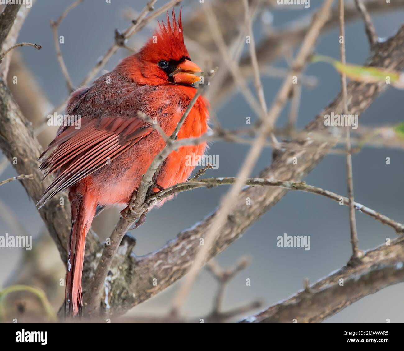 Fluffed Up Male Northern Cardinal che si rinforzano contro il freddo durante il raro Snowy Day nel sud della Louisiana Foto Stock