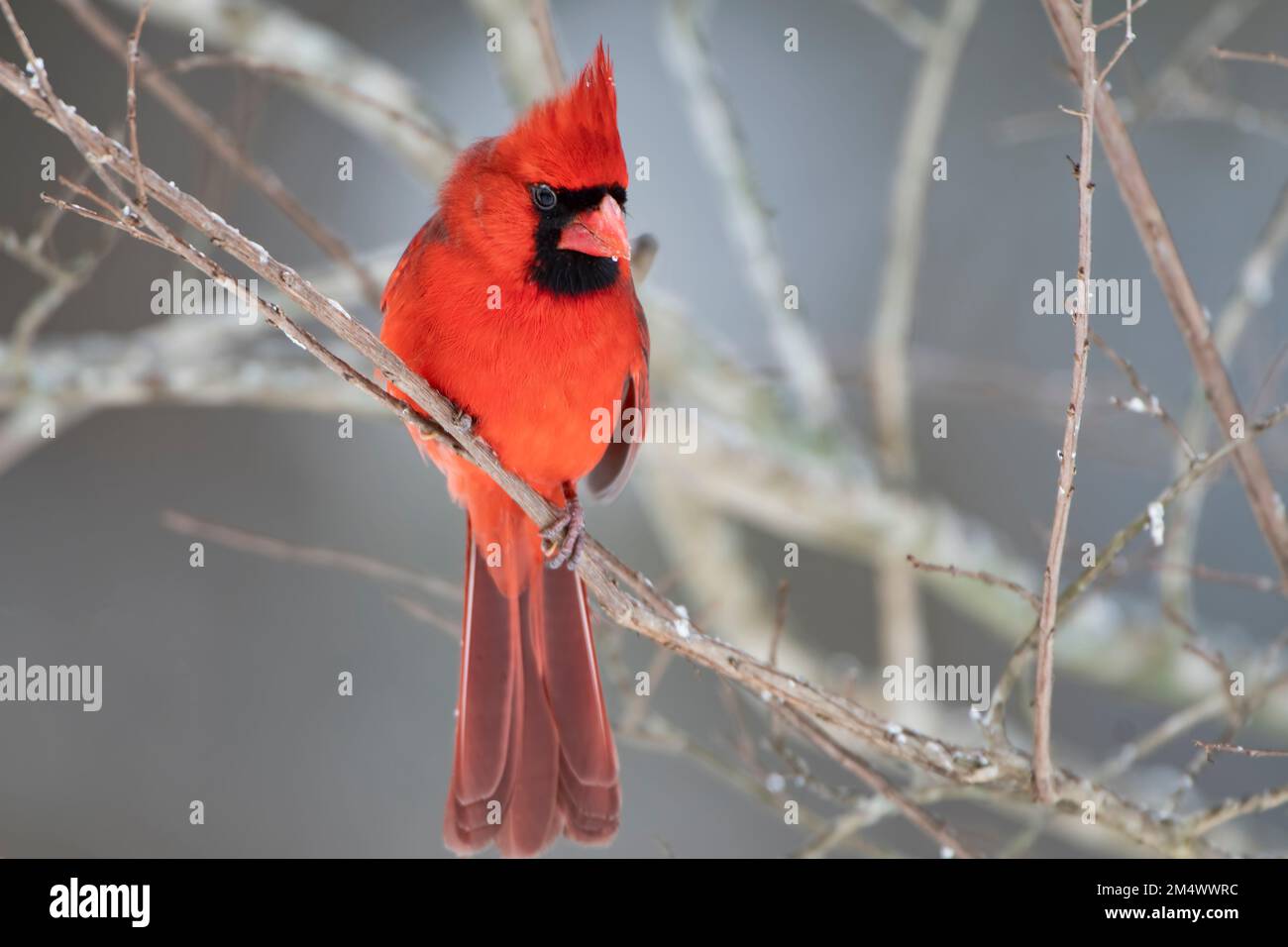 Bright Male Northern Cardinal il giorno della vigeria fredda nella Louisiana meridionale Foto Stock