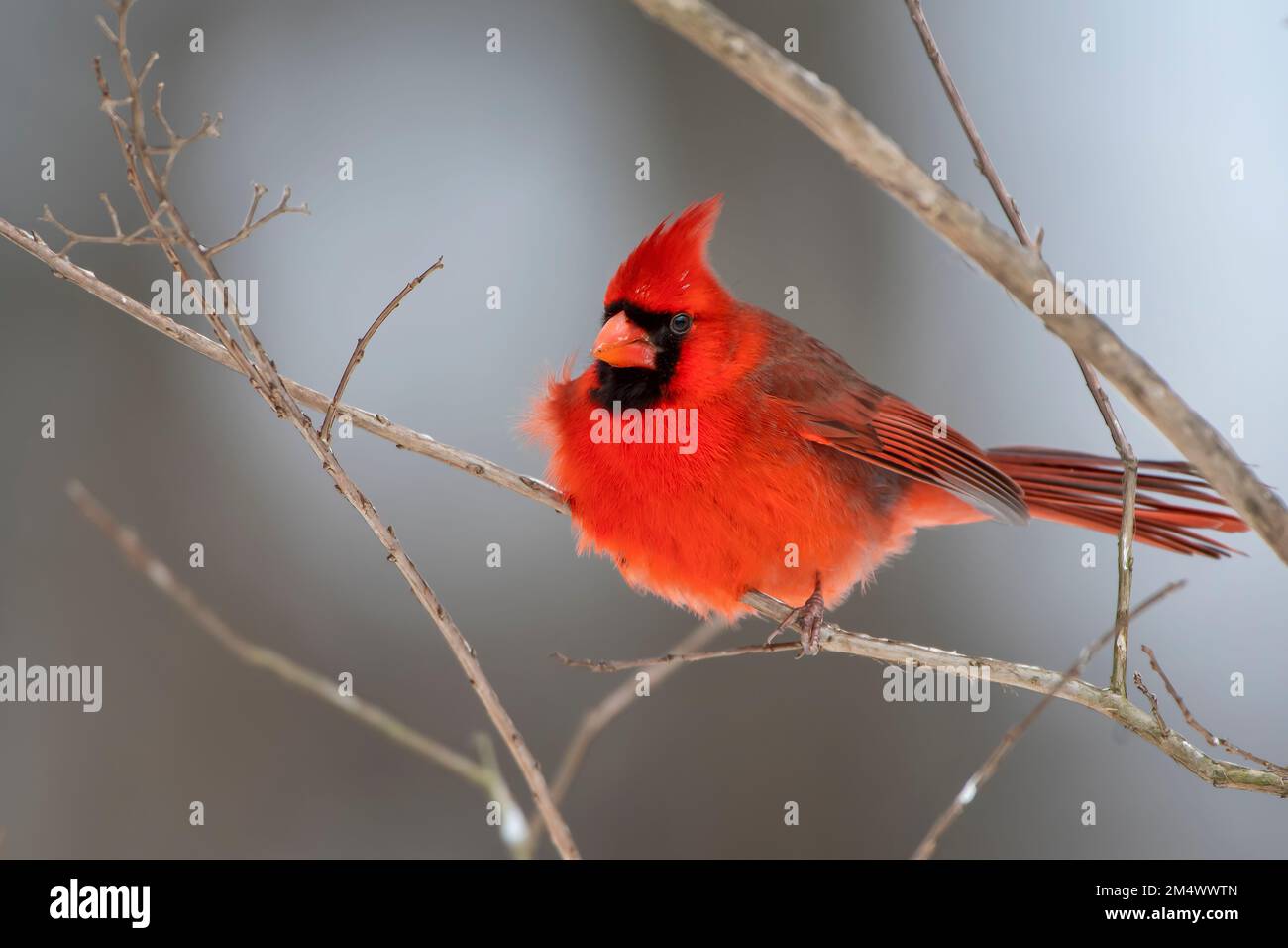 Il cardinale settentrionale maschio nella rara Giornata della neve nella Louisiana meridionale Foto Stock