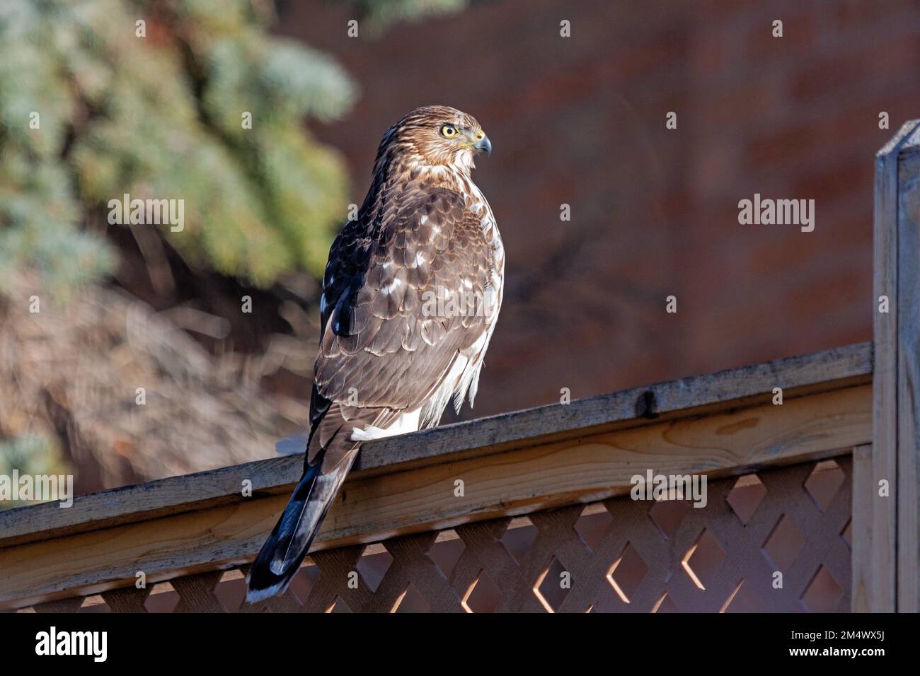 Un falco di cooper si crogiola alla luce del sole mentre si siede in cima a una recinzione in reticolo di cedro Foto Stock