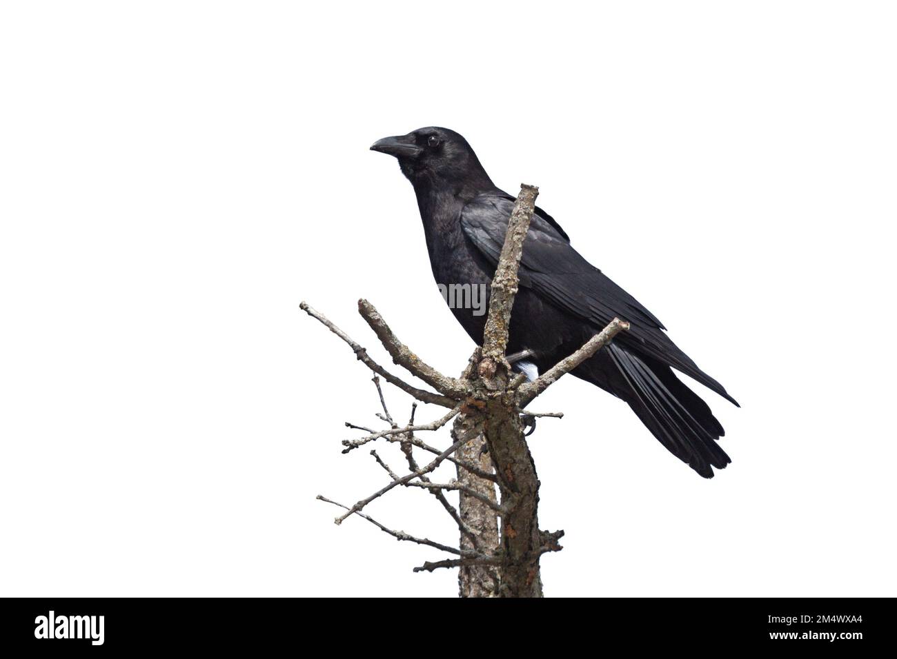 Un profilo di un corvo in cima ad un albero morente sfondo bianco Foto Stock