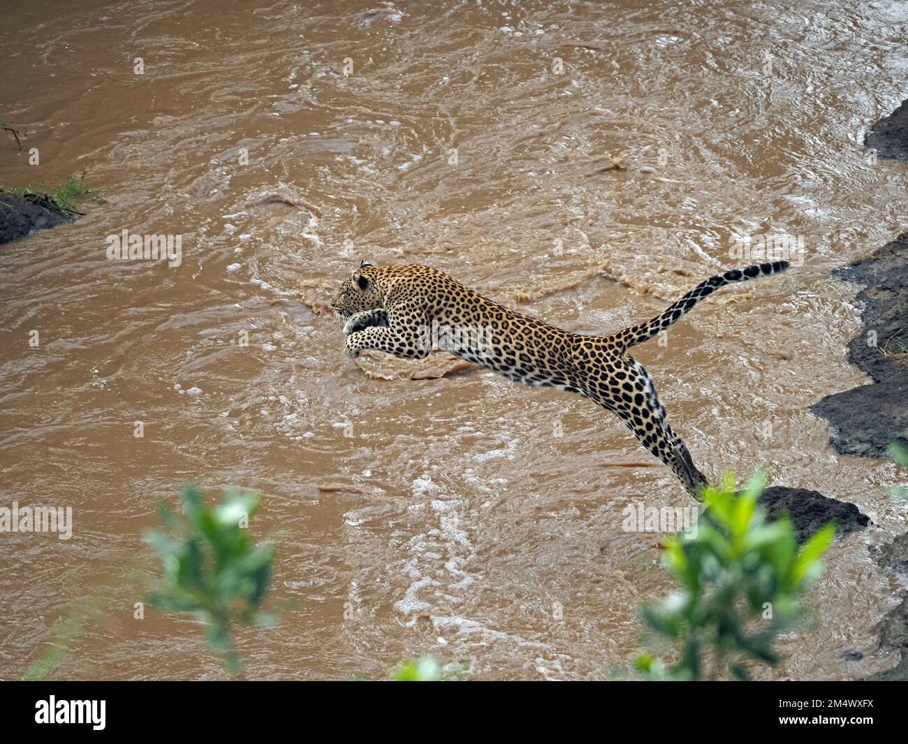 Leopardo femminile (Panthera pardus) leopardo saltando attraverso il fiume gonfio insegnando giovani cuccioli come attraversare in conservanza, Grande Mara, Kenya, Africa Foto Stock