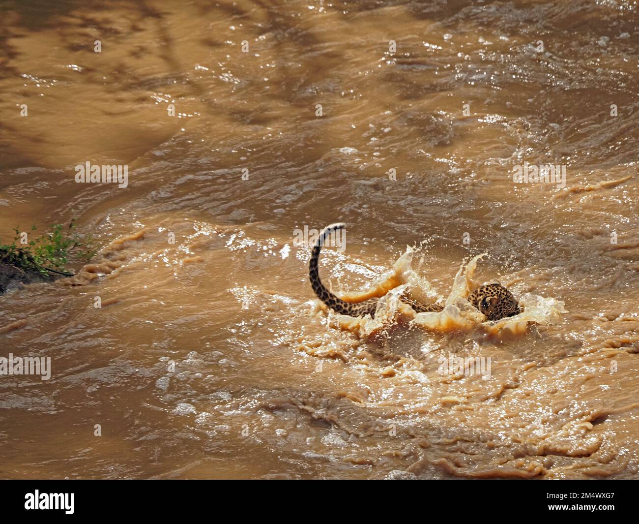 Piccolo giovane leopardo (Panthera pardus) salto di fede cucciolo dopo madre in fiume fangoso gonfio in stato di conservazione, Grande Mara, Kenya, Africa Foto Stock