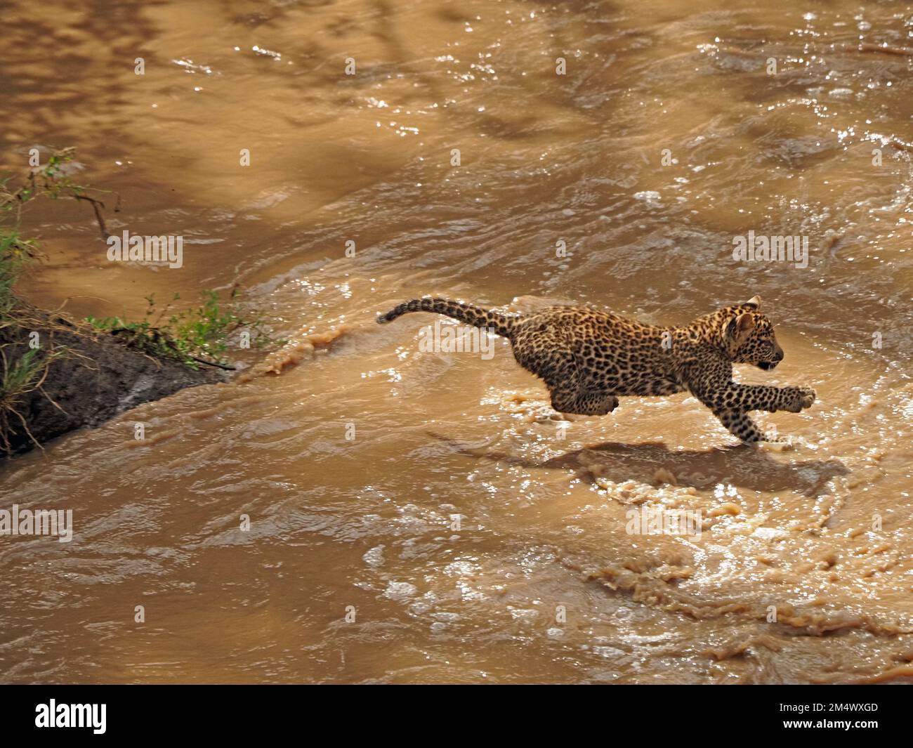Piccolo giovane leopardo (Panthera pardus) salto di fede cucciolo dopo madre su gonfio fiume fangoso in spate in conservanza, Grande Mara, Kenya, Africa Foto Stock