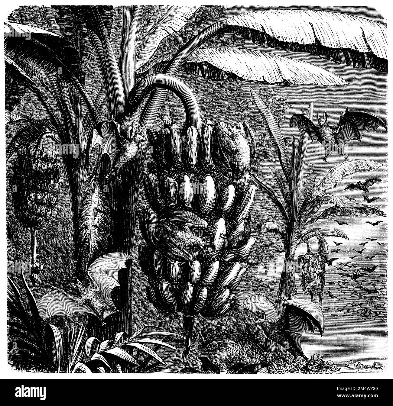 Spettral bat, Vampyum spectrum, L. Martin (libro zoologico, 1882), Vampir, Chauve-souris javelot, Faux-vampire de Linné Foto Stock