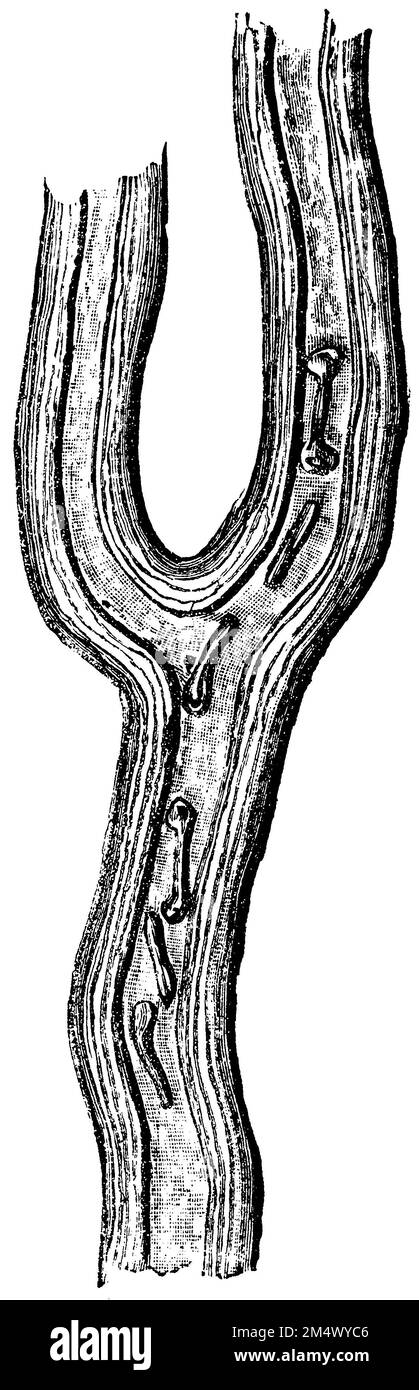 Pianta di Cristo, , cellula lattiferosa con granuli di amido a forma di bacchetta nel suo succo lattiferoso, Euphorbia milii, anonym (libro di botanica, 1875), Christusdorn, Milchsaftzelle mit stabförmigen Stärkemehlkörperchen in ihrem Milchsaft, Couronne d'épinesCellule de lactosérum avec des corps d'amidon en forme de bâtonnets dans son lactosérum Foto Stock