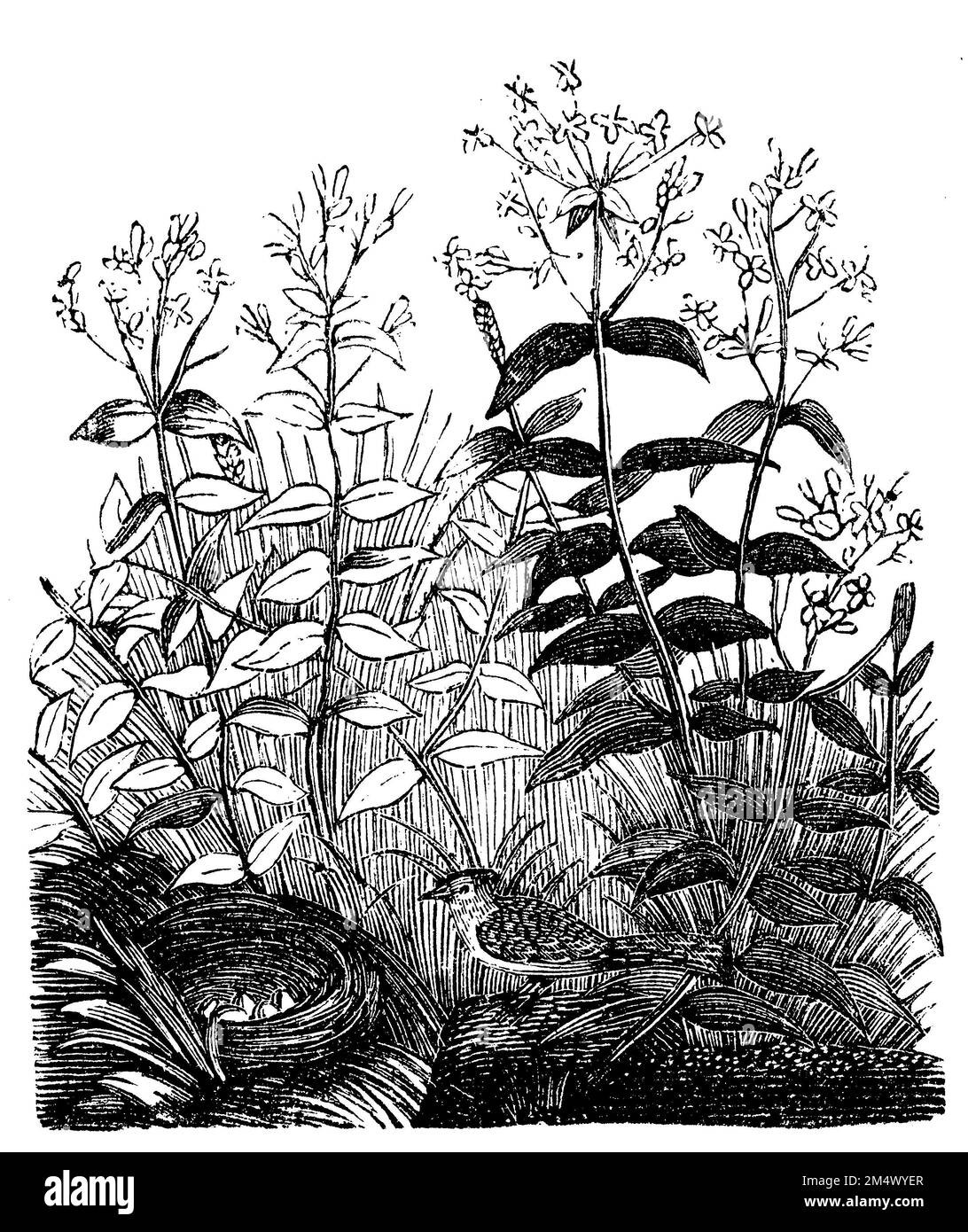 Soapwort comune, Saponaria officinalis, anonym (libro biologico, 1881), Gewöhnliches Seifenkraut, saponaire officinale Foto Stock