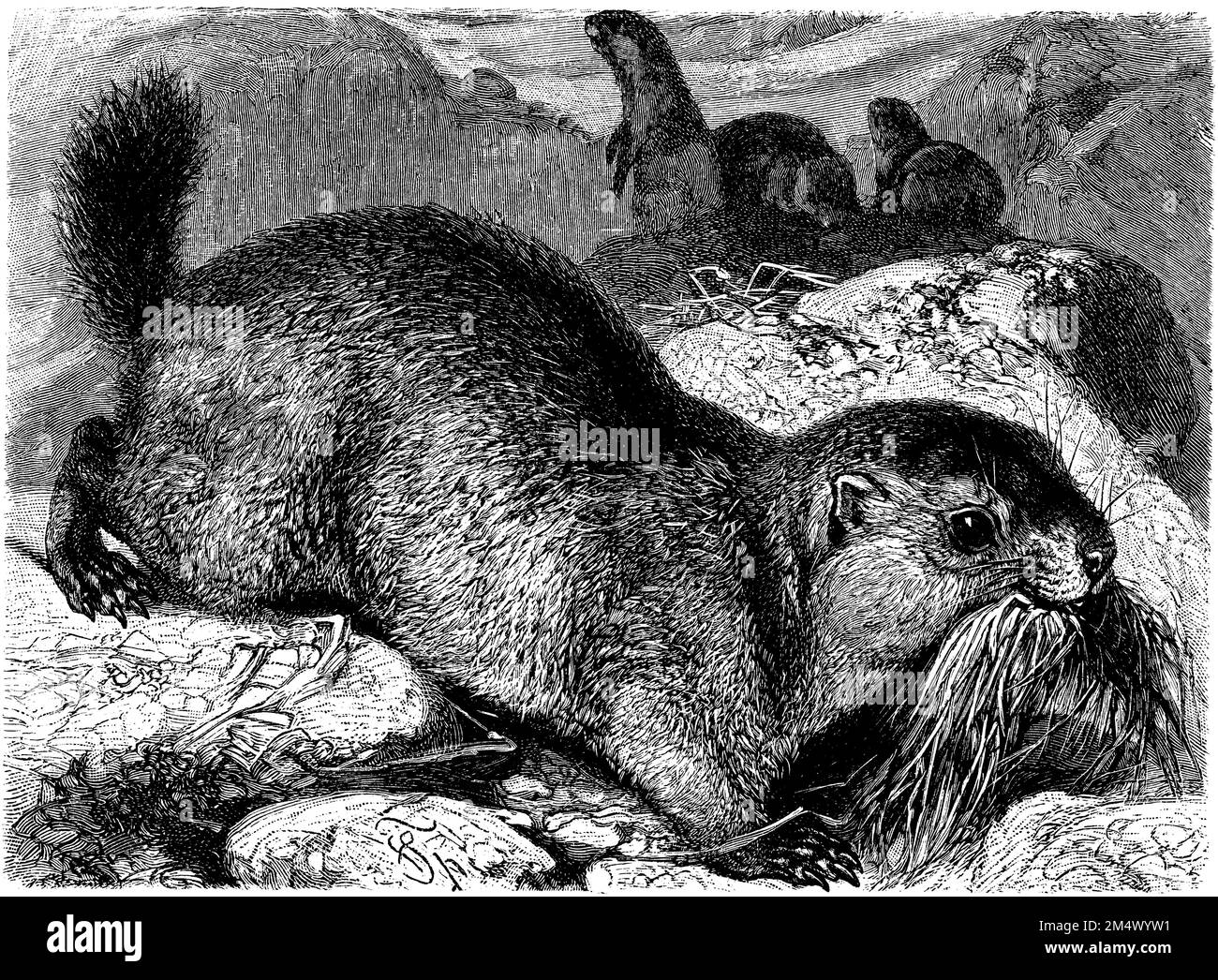 Marmota alpina, Marmota marmota, (libro zoologico, 1908), Alpenmurmeltier, Marmotte des Alpes Foto Stock