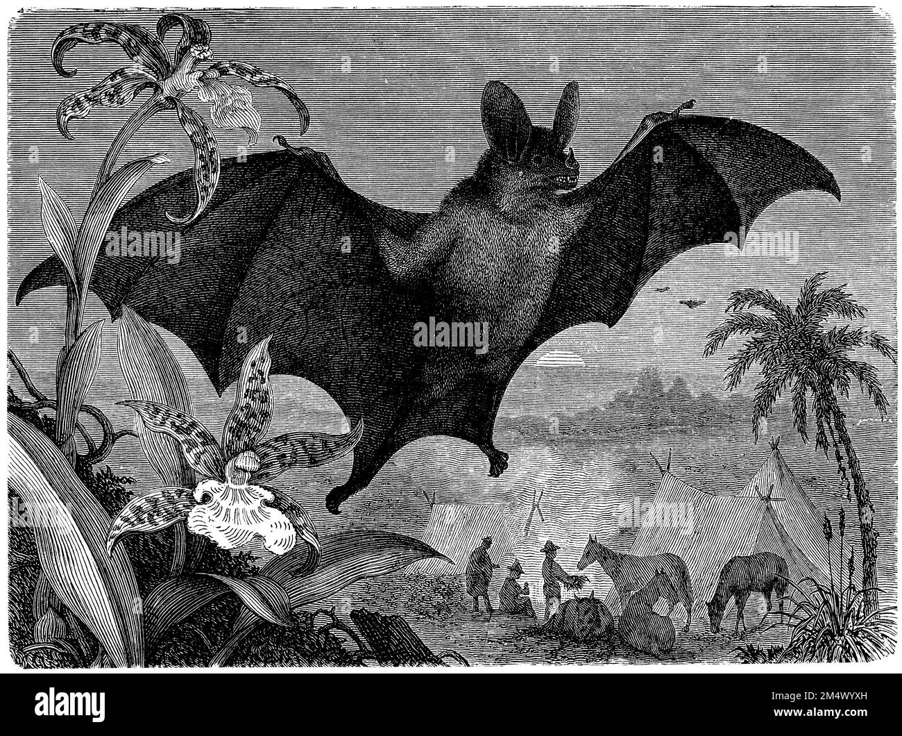 Bat spettrale, spettro del vampiro, (libro zoologico, 1908), Vampir, Chauve-souris javelot, Faux-vampire de Linné Foto Stock