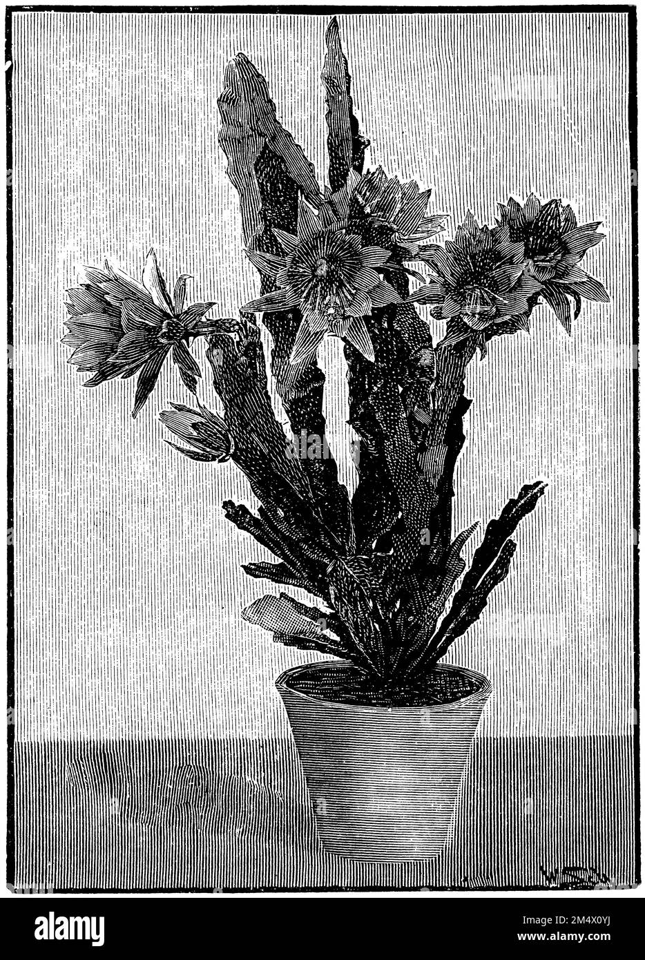 Disocactus ackermannii, Disocactus ackermannii, (libro di botanica, 1907), Ackermanns Blattkaktus, Disocactus ackermannii Foto Stock