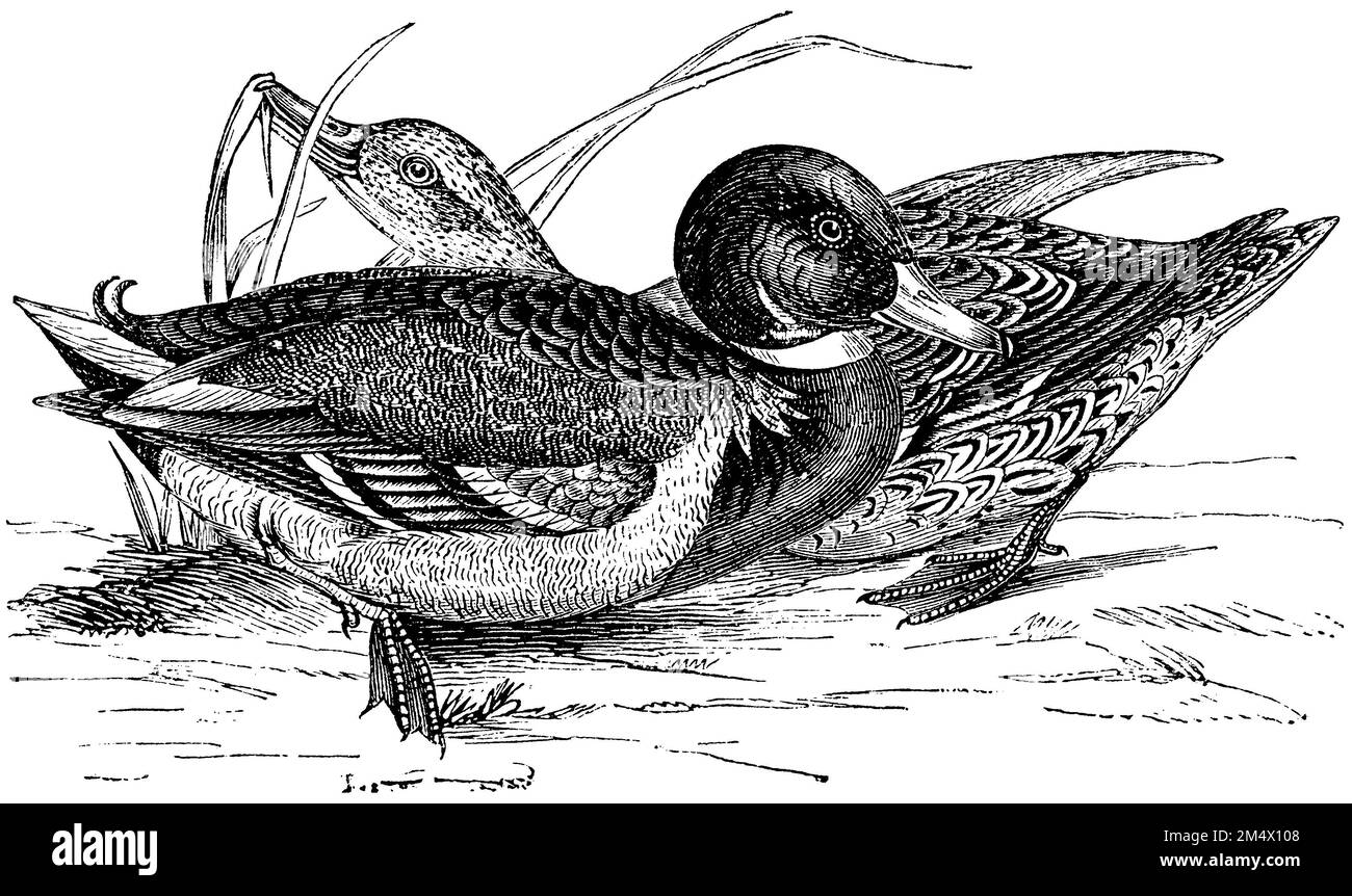 mas, Anas platyrhynchos, (enciclopedia, 1893), Stockente, canard colvert Foto Stock