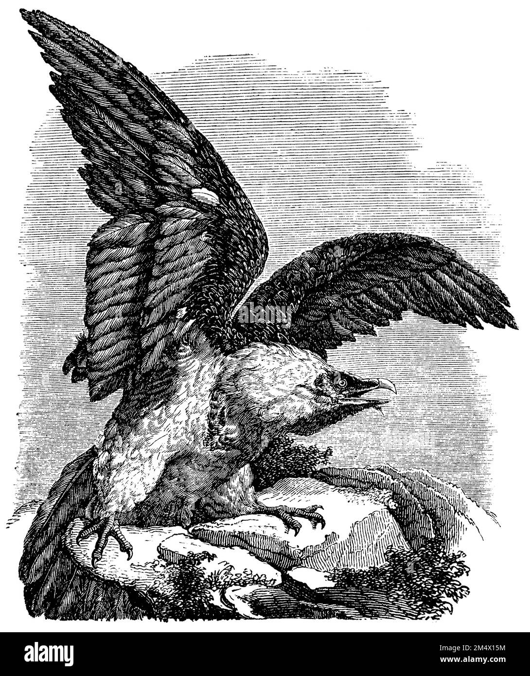 Aquila di mare dalla coda bianca, Haliaeetus albicilla, (enciclopedia, 1893), Seeadler, Pygargue à coda blanche Foto Stock