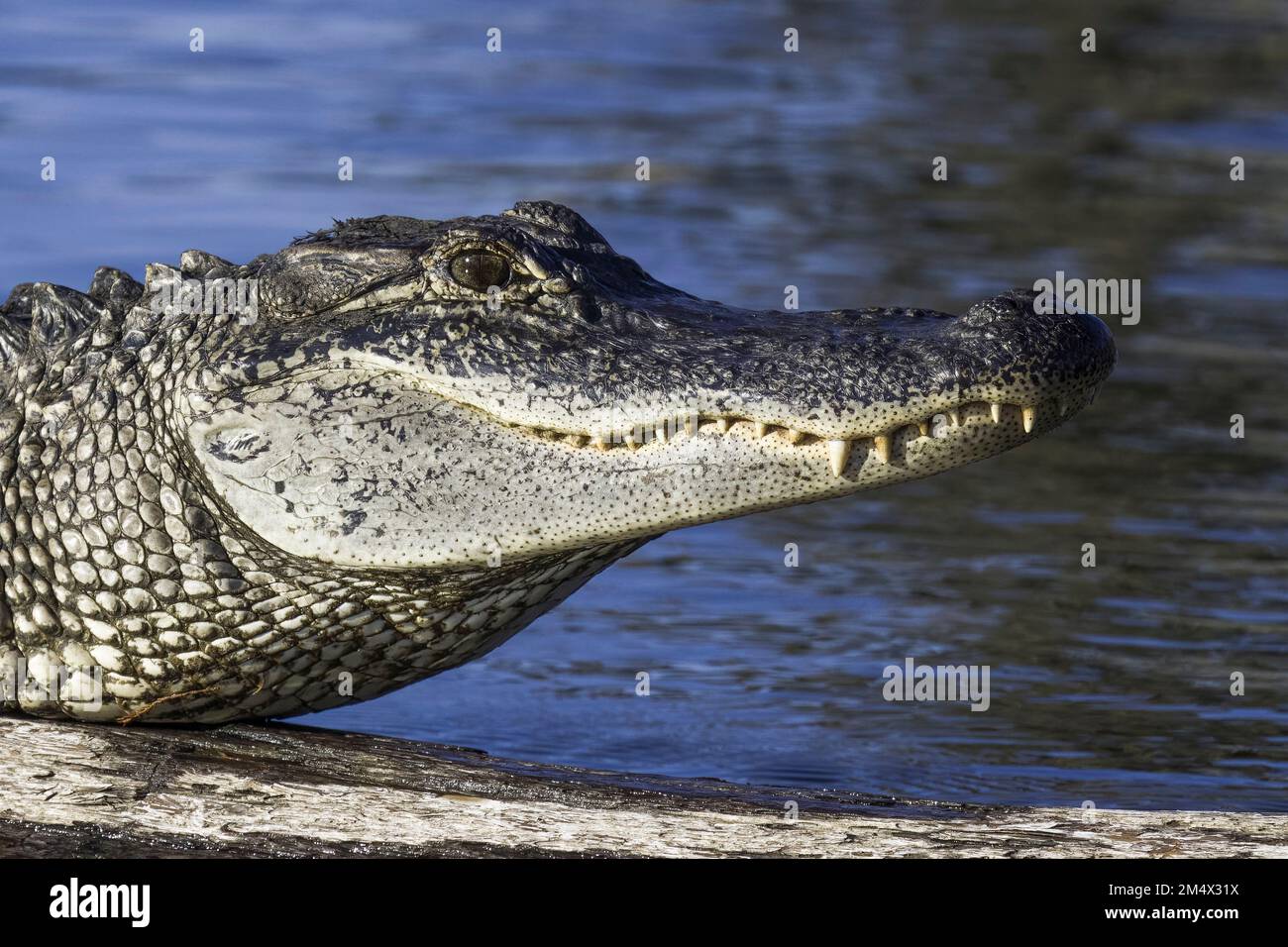 Alligatore primo piano della testa nel profilo laterale che mostra occhio chiaro lungo muso e denti come baschi sul log in Louisiana Bayou con sfondo di acqua blu Foto Stock