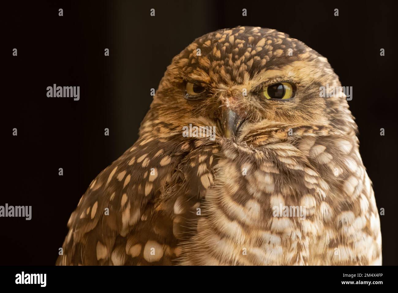 Ritratto della gufo (Athene cunicularia). Carino gufo fare una faccia divertente. Foto Stock