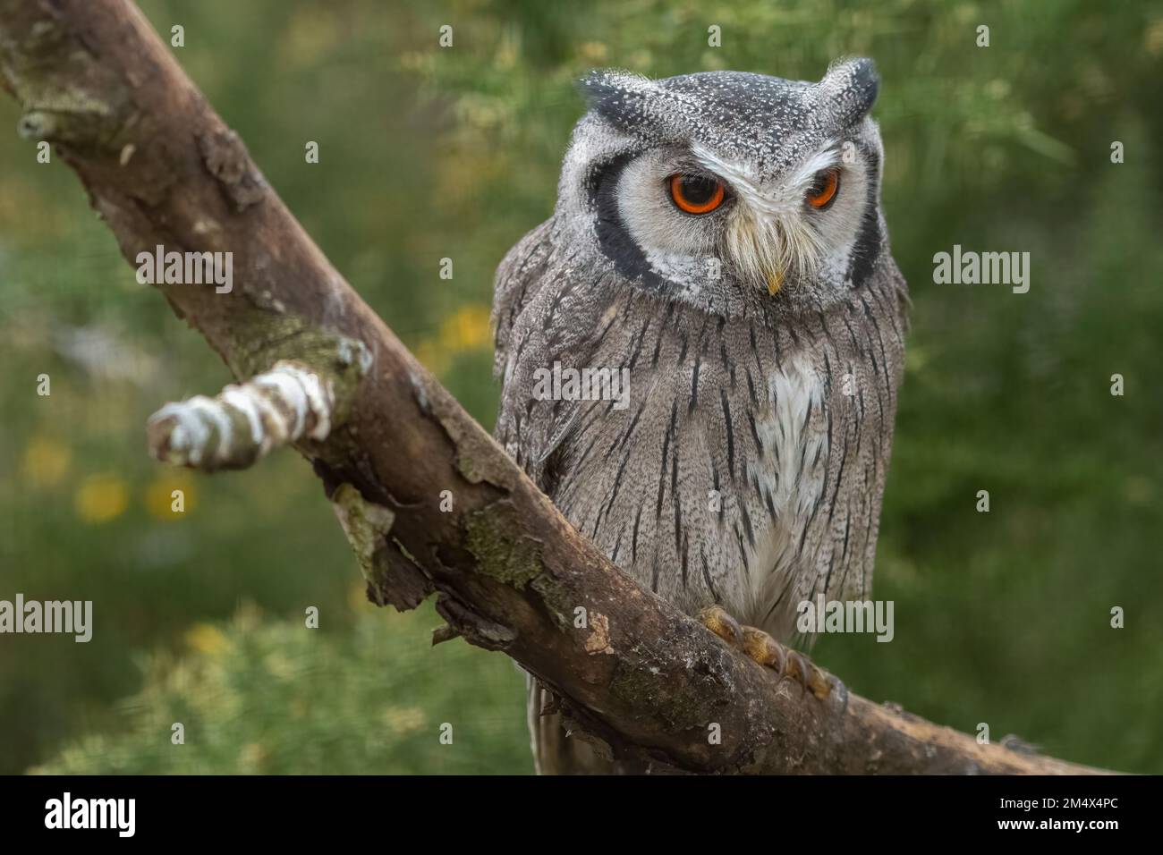 Gufo bianco settentrionale (Ptilopsis leucotis), precedentemente noto come gufo bianco Foto Stock
