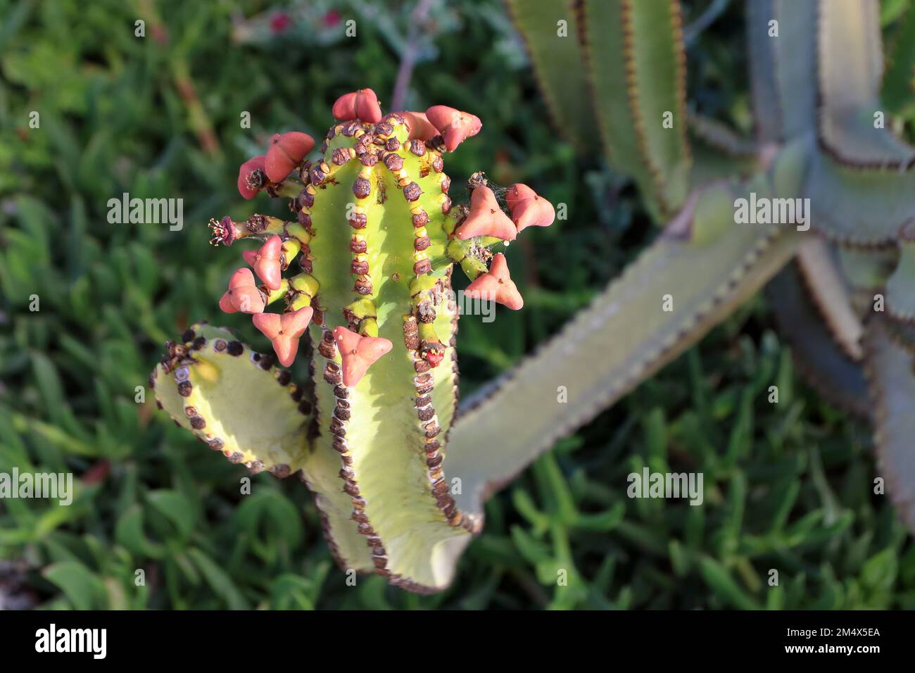 una pianta di cactus con fiori di forma triangolare Foto Stock