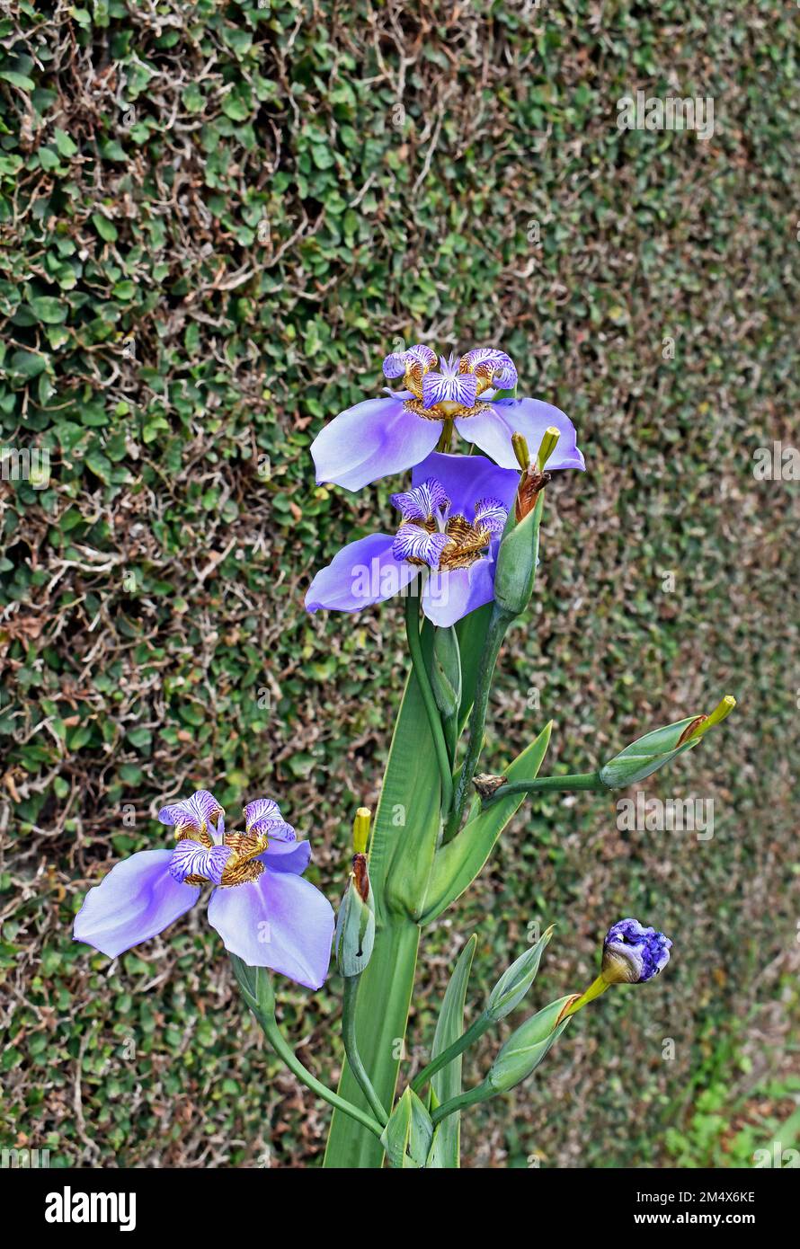 Passeggiate fiori Iris (Neomarica Caerulea) in giardino Foto Stock