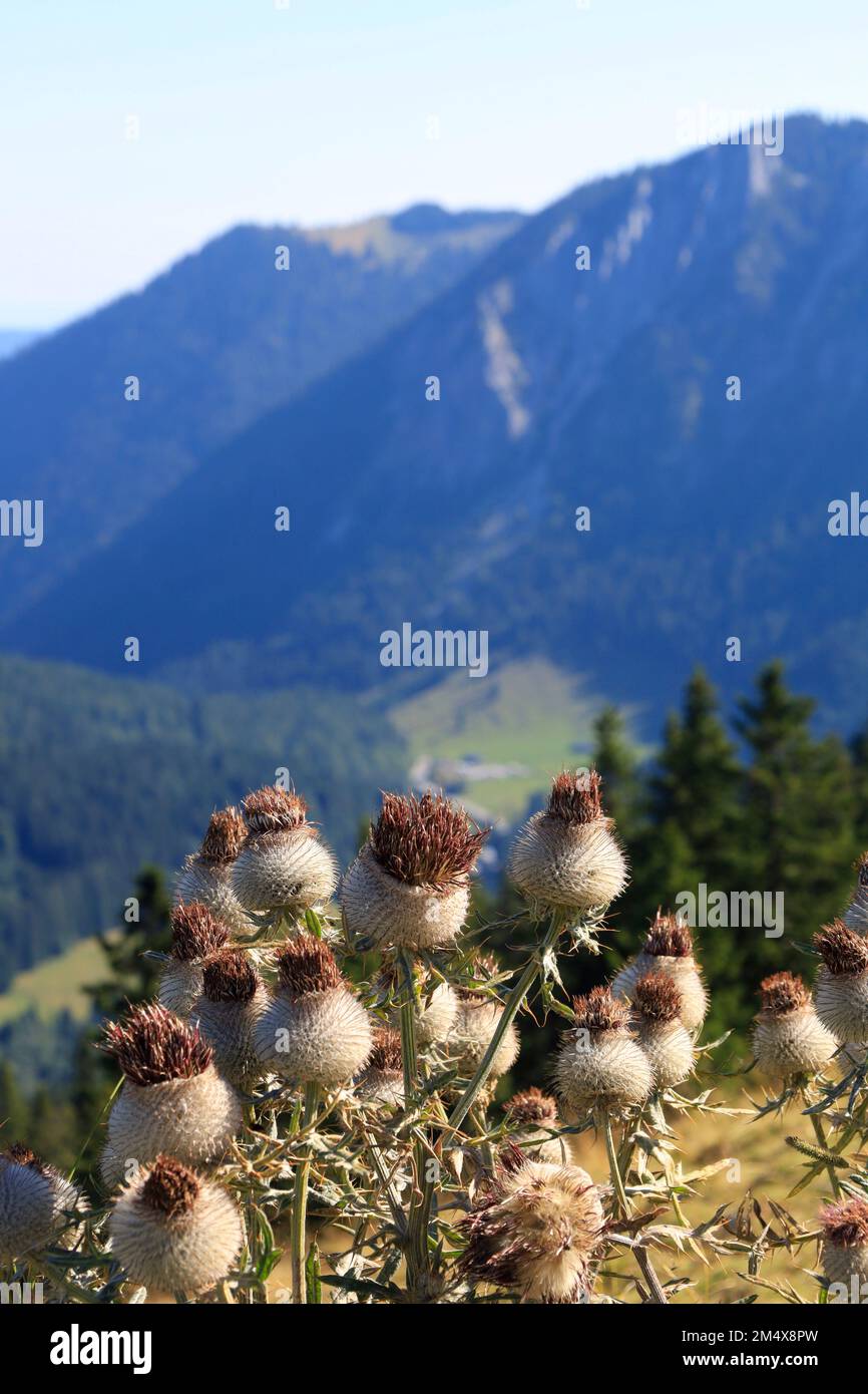 Germania, Baviera, piante che crescono sulla cima della montagna Stumpfling Foto Stock