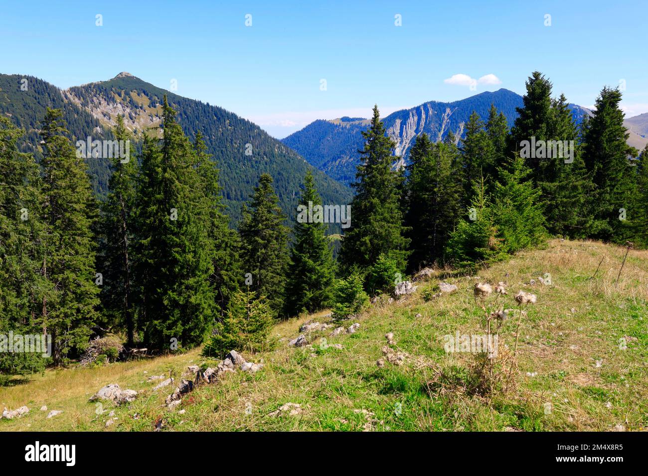 Germania, Baviera, verde boschetto sulla cima del monte Stumpfling Foto Stock