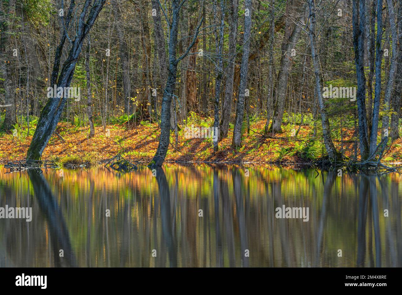 Foresta riflessioni in uno stagno castoro, Lake Superior Provincial Park - Gargantua, Ontario, Canada Foto Stock