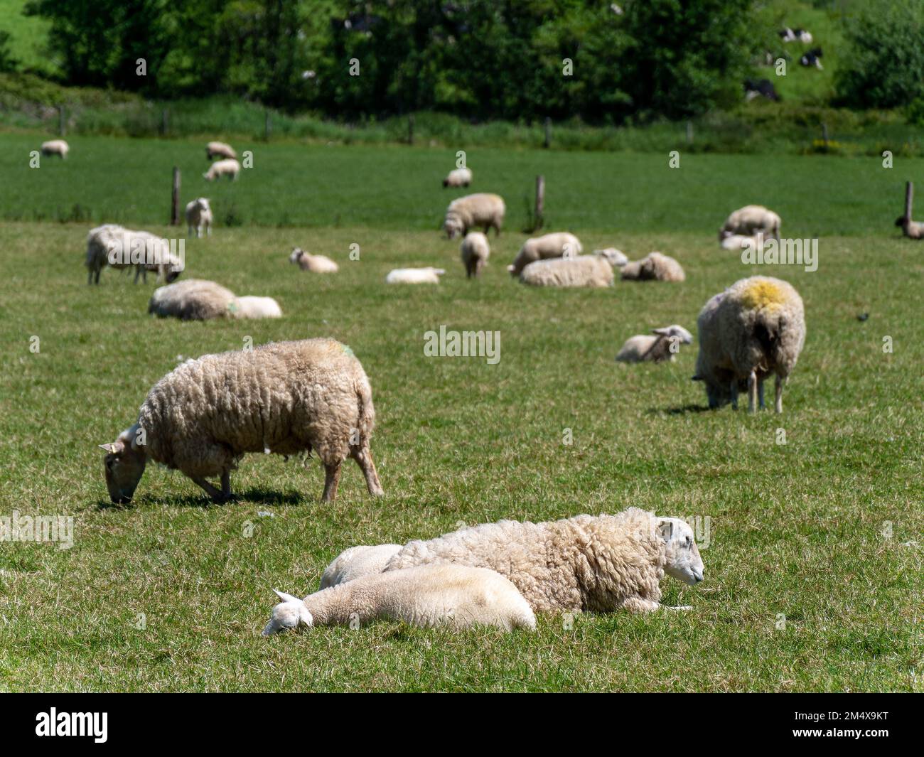 Alcune pecore carine pascolano su un prato verde in una giornata di primavera soleggiata. Allevamento di bestiame. Pecora su pascolo libero. Allevamento ecologico degli animali in Irlanda, organo Foto Stock