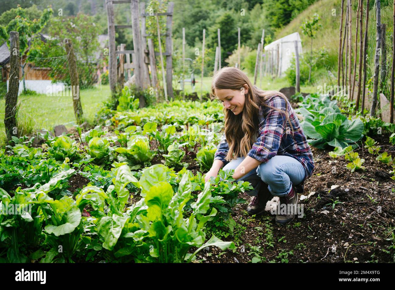 Donna sorridente che piantano verdure a foglia in giardino Foto Stock