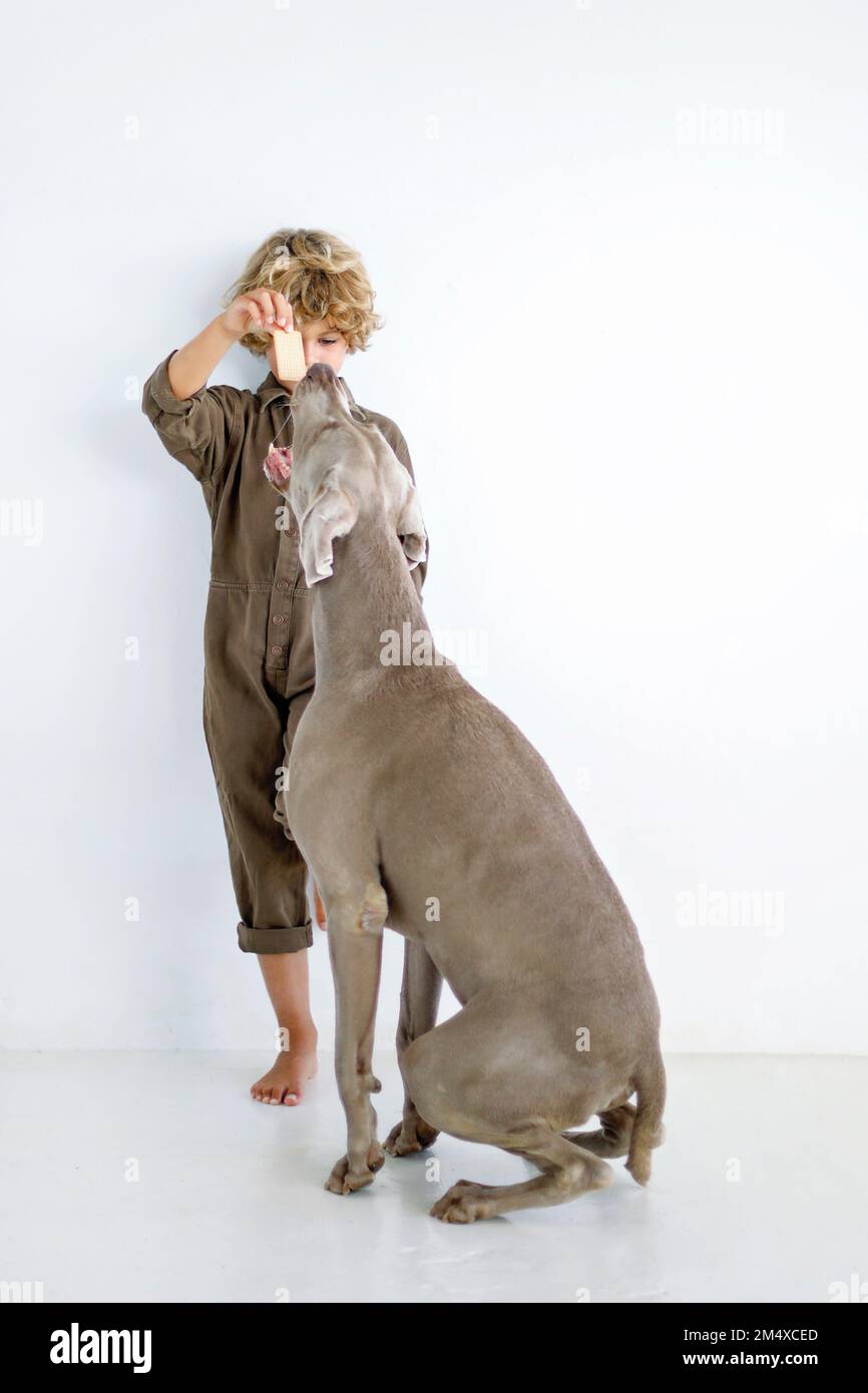 Ragazzo che allatta il cane da compagnia su sfondo bianco Foto Stock