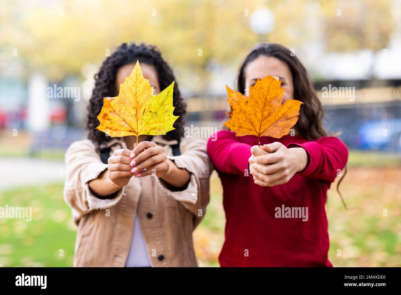 Le donne che tengono le foglie di acero davanti ai volti al parco Foto Stock
