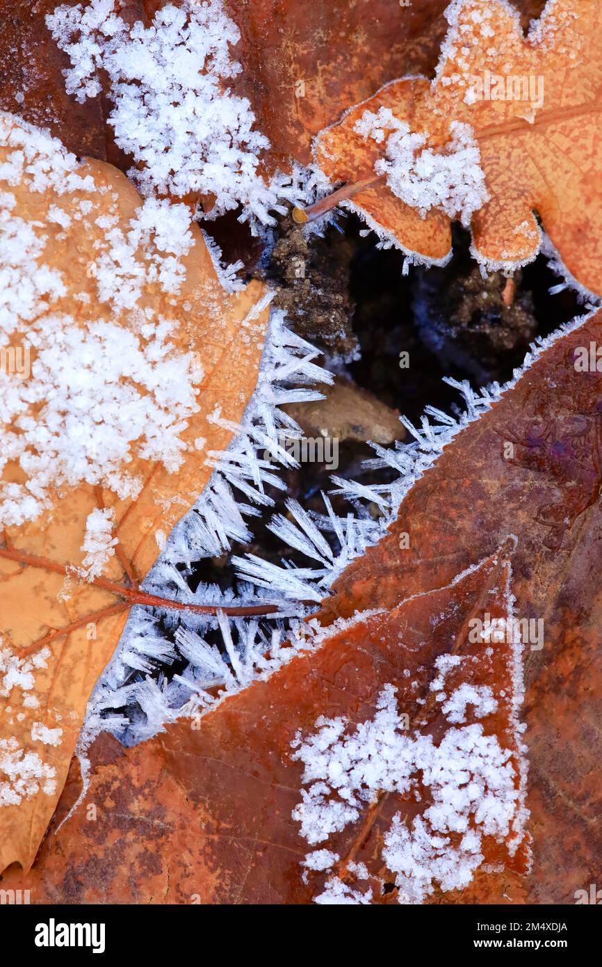 Primo piano delle foglie glassate in inverno Foto Stock