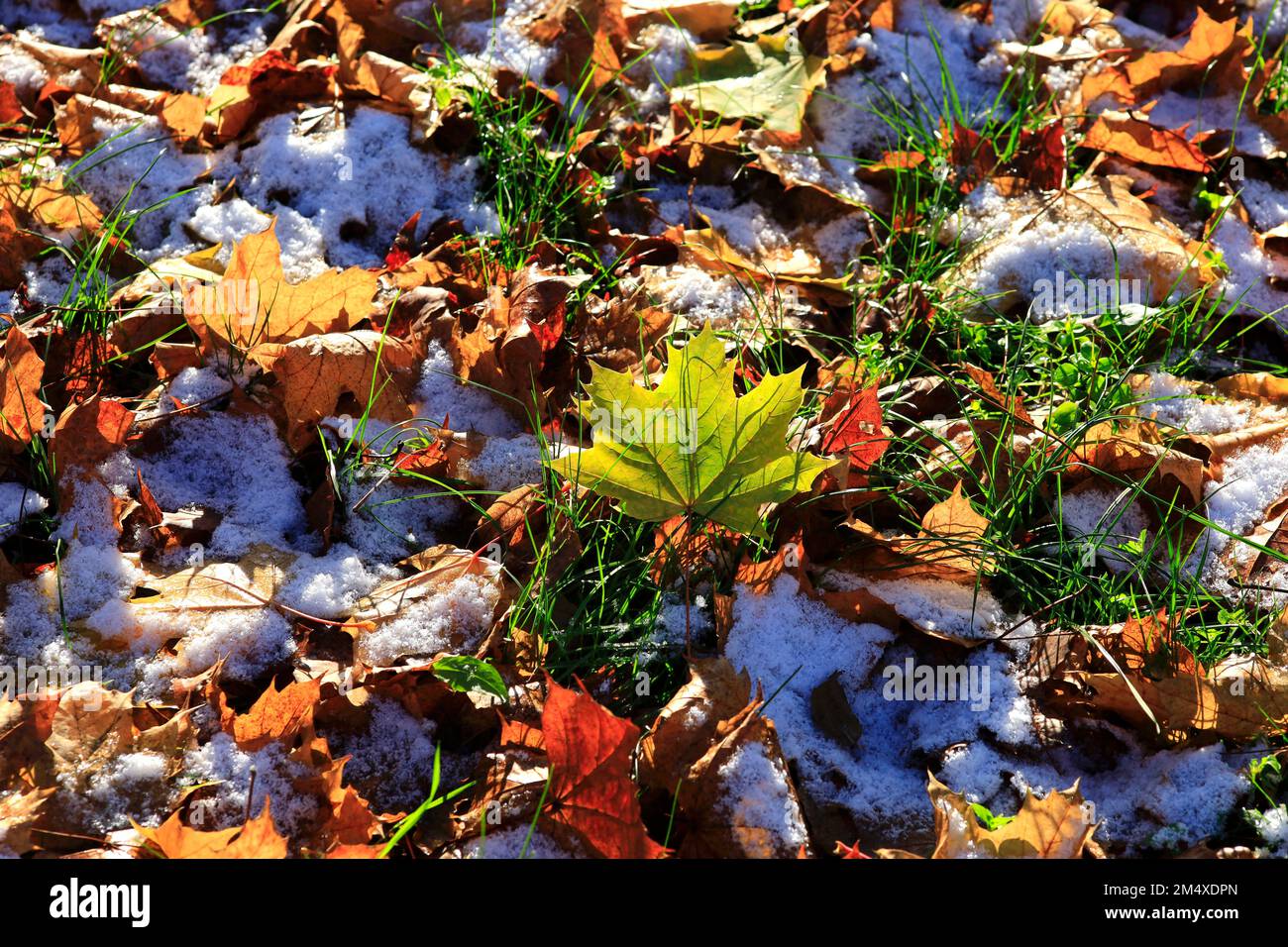 Foglie cadute coperte di prima neve Foto Stock