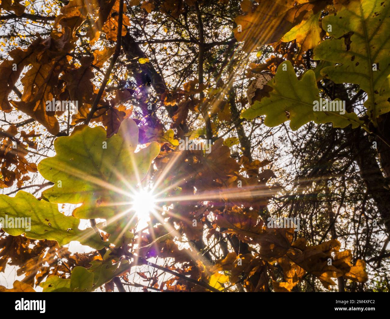 Sole che splende attraverso foglie di autunno Foto Stock