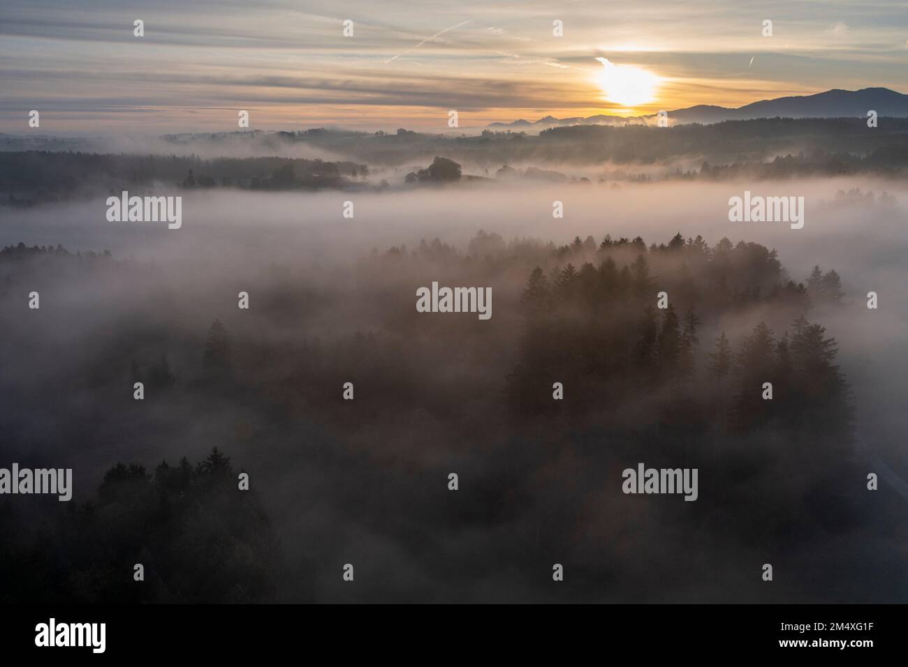 Germania, Baviera, Bad Tolz, veduta aerea della foresta avvolta dalla fitta nebbia all'alba Foto Stock