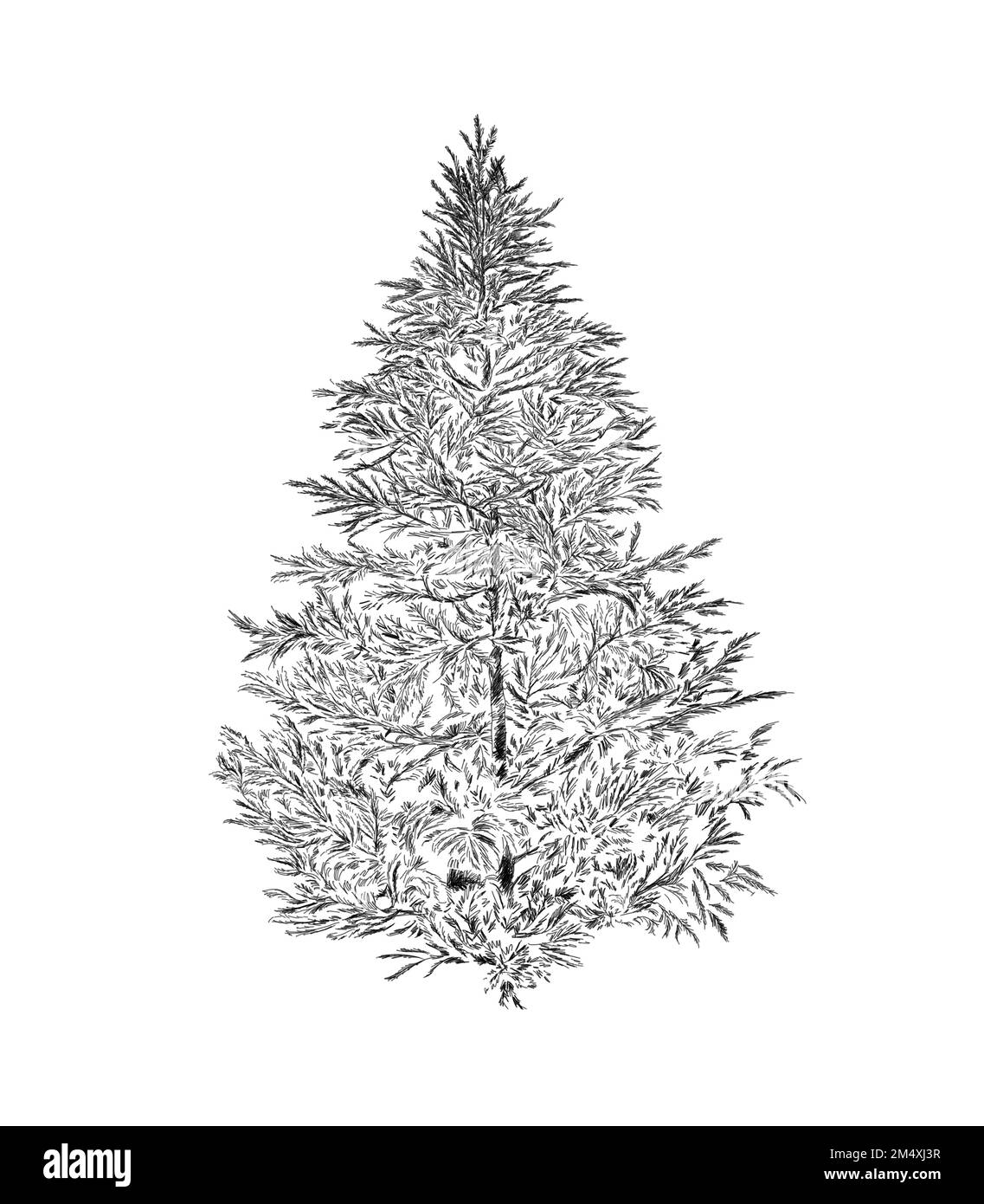 Design illustrato in bianco e nero con una sola linea natalizia. Inverno e vacanza ispirato albero di Natale design. Isolato su sfondo bianco. Foto Stock