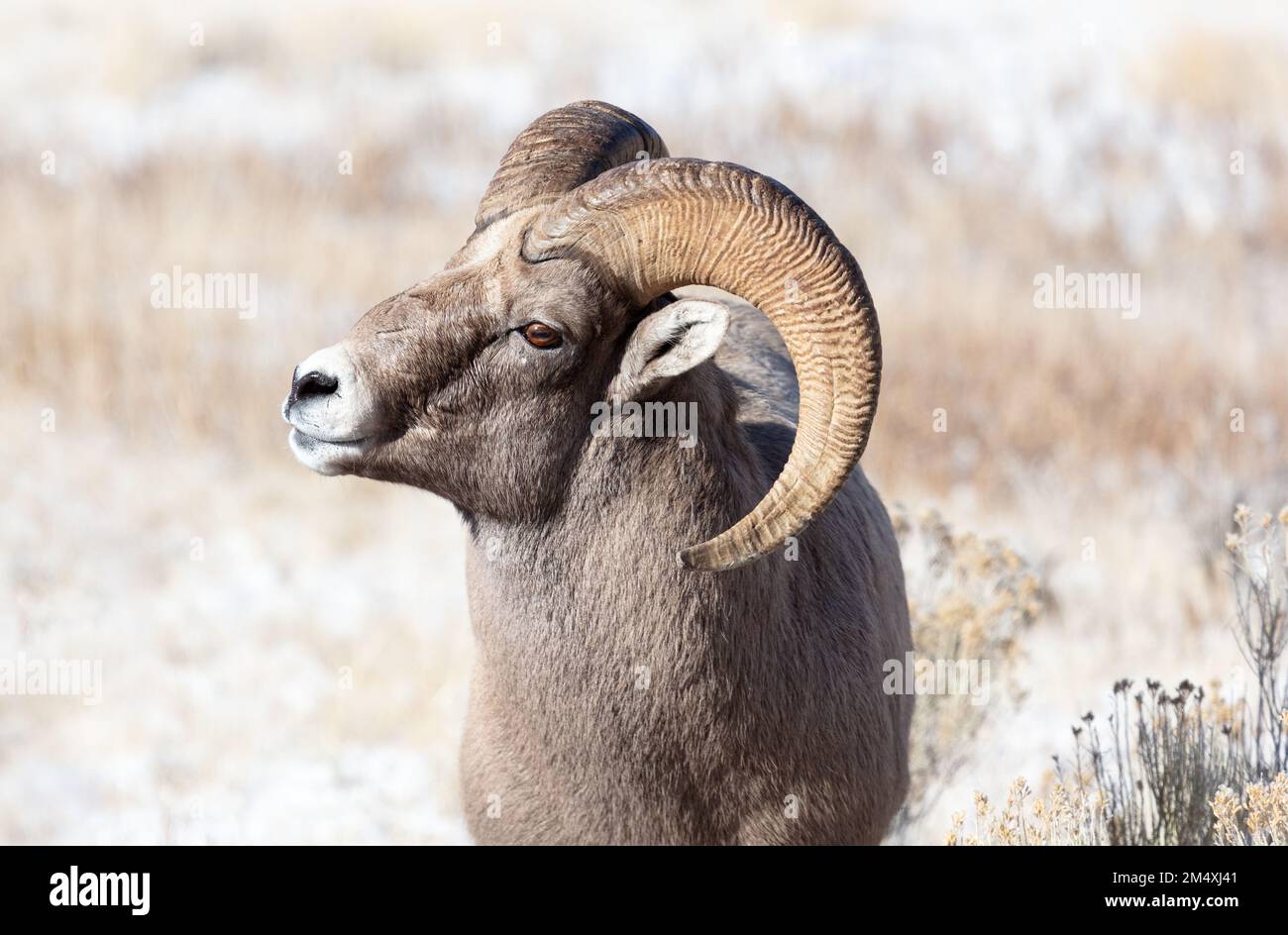 Montano roccioso di pecora di Bighorn in Wyoming Foto Stock
