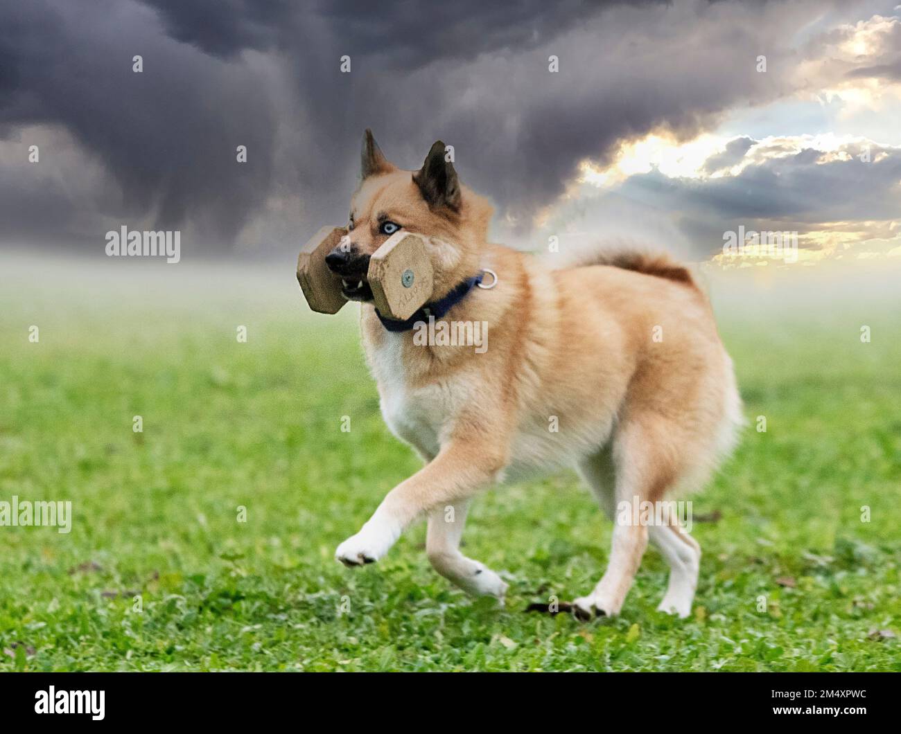 giovane pomsky formazione nella natura per l'obbedienza Foto Stock