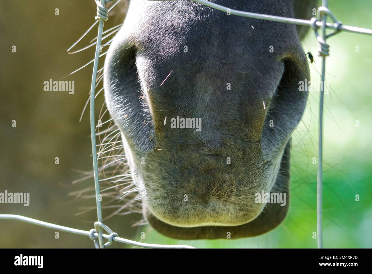 Primo piano della museruola di un cavallo. Foto Stock