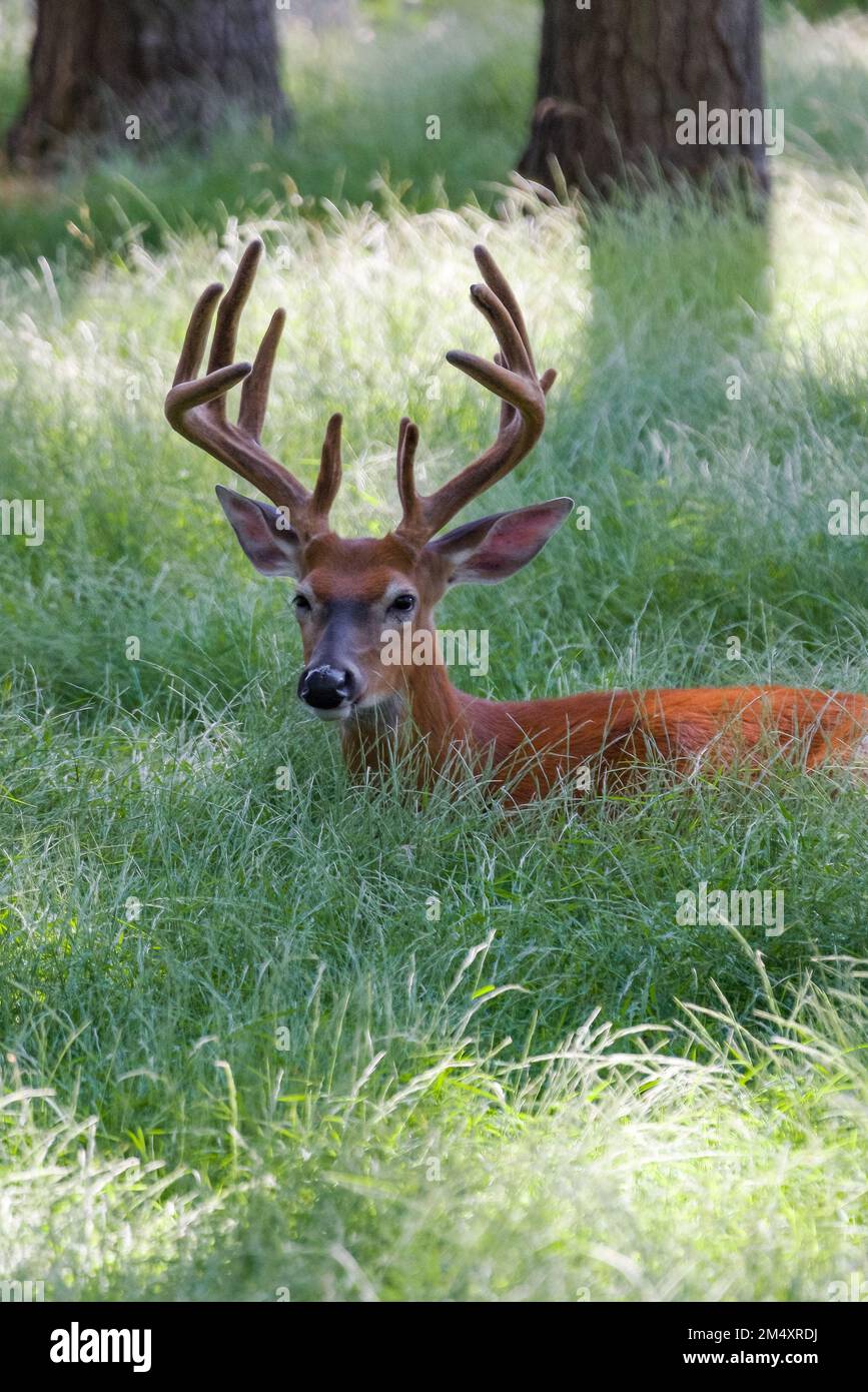 Un buck dalla coda bianca, ancora in velluto, giace sull'erba alta nel pomeriggio. Foto Stock