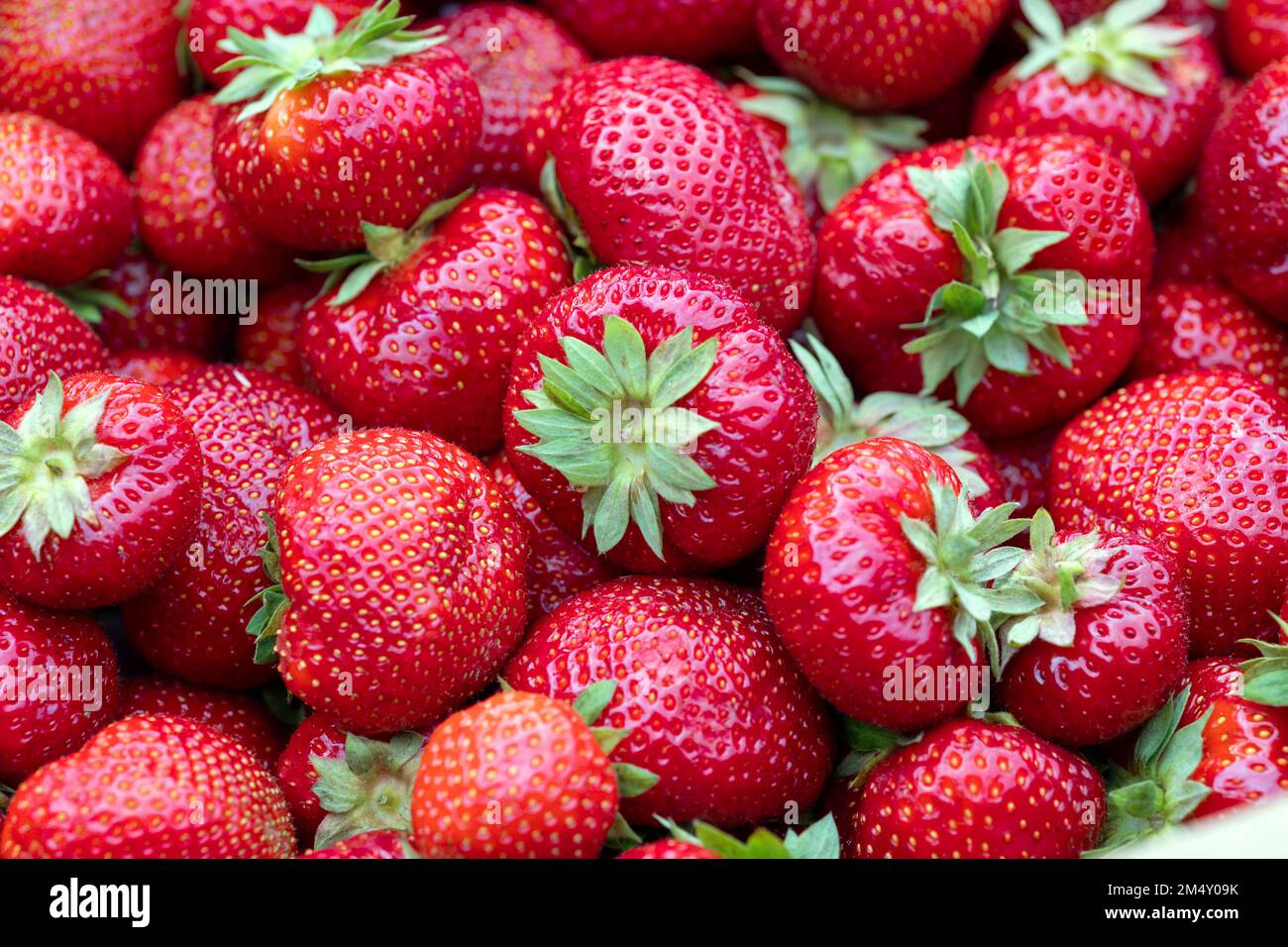 primo piano di fragole fresche mature Foto Stock