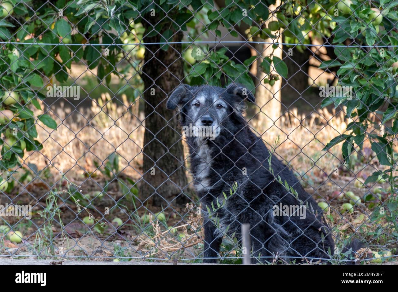 Cane dietro il recinto Foto Stock