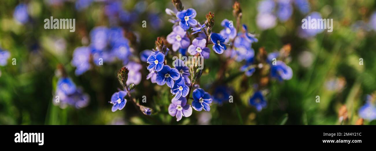 forget-me-not (miosotis sylvatica) fiori. prima fioritura blu brillante piccoli fiori selvatici in piena fioritura in giardino o campo. orticoltura selvatica, omeste Foto Stock