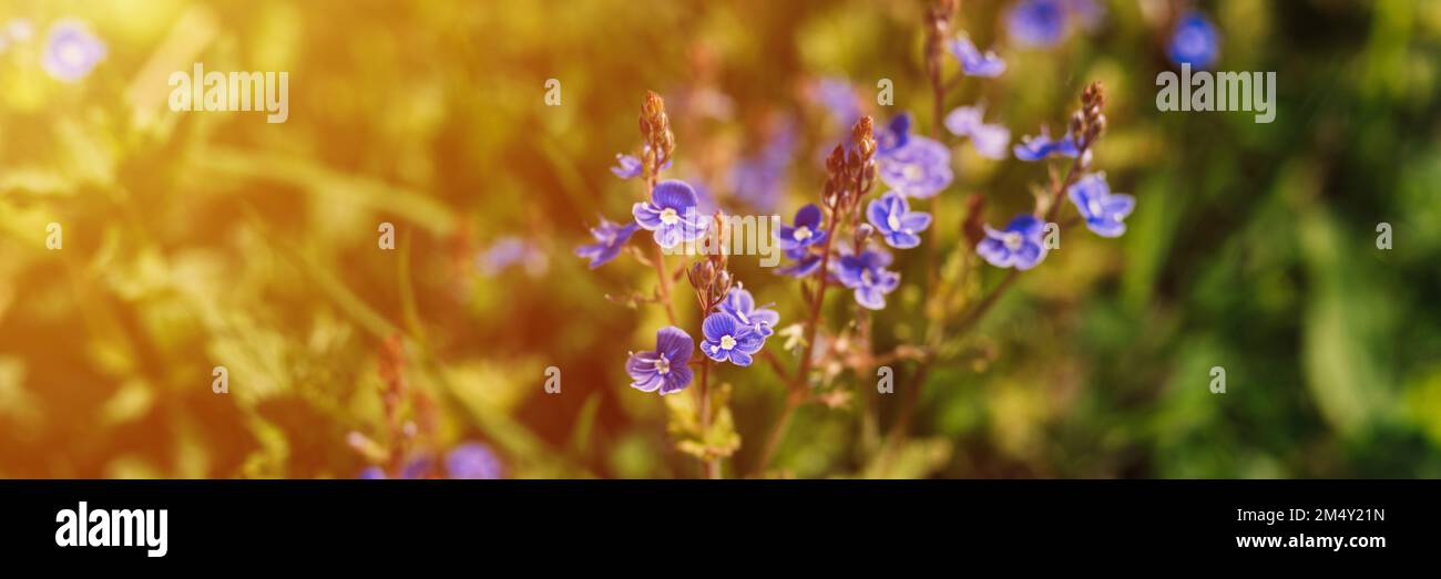forget-me-not (miosotis sylvatica) fiori. i primi fiori di campo blu brillante fioriscono in piena fioritura in giardino o campo. orticoltura selvaggia, homesteading. Foto Stock