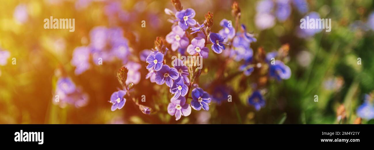 forget-me-not (miosotis sylvatica) fiori. i primi fiori di campo blu brillante fioriscono in piena fioritura in giardino o campo. orticoltura selvaggia, homesteading. Foto Stock