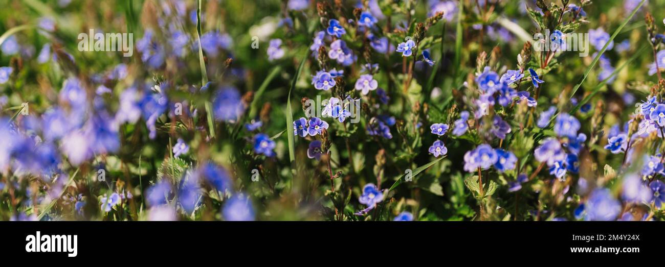 forget-me-not (miosotis sylvatica) fiori. prima fioritura blu brillante piccoli fiori selvatici in piena fioritura in giardino o campo. orticoltura selvatica, omeste Foto Stock