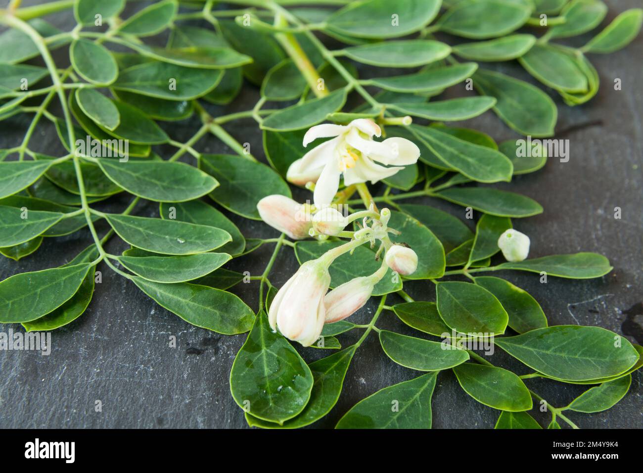 L'albero di vita-Moringa oleifera pianta medicinale. Foto Stock