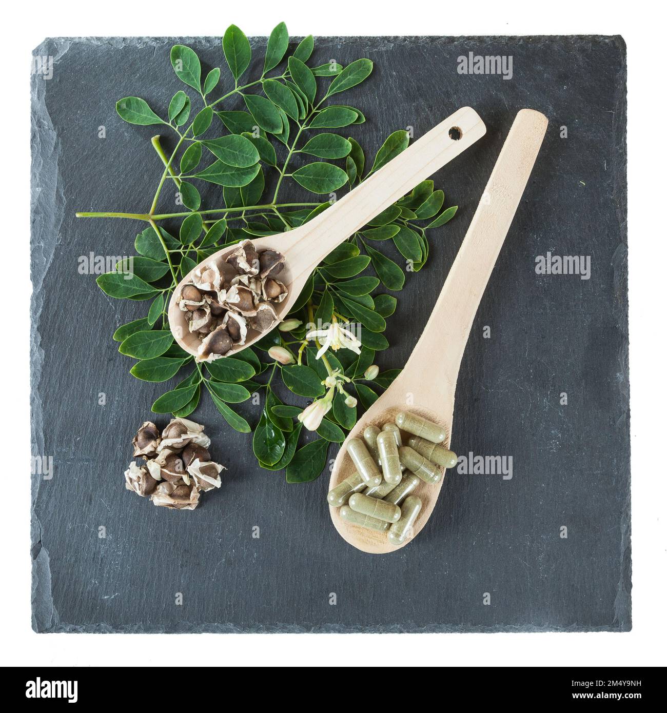 L'albero di vita-Moringa oleifera pianta medicinale Foto Stock