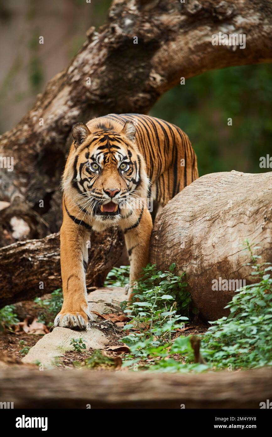 Tiger di Sumatran (Panthera tigris sondaica), Spagna Foto Stock