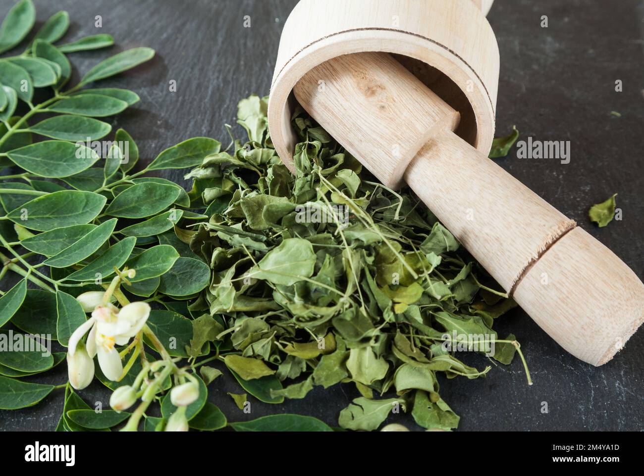 L'albero di vita-Moringa oleifera pianta medicinale Foto Stock