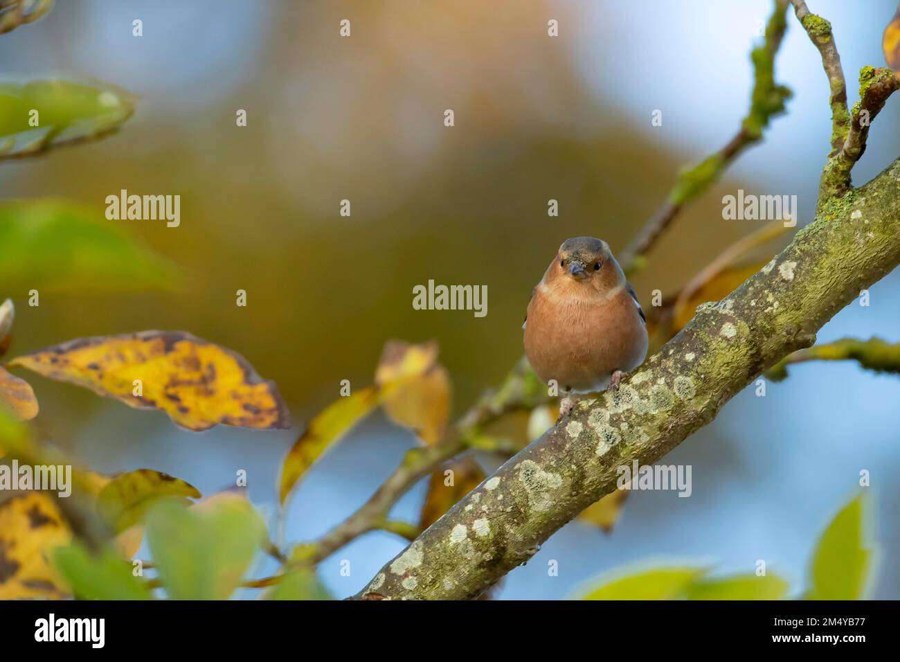 Comune chaffinch (Fringilla coelebs) uccello adulto su un albero di Magnolia giardino in autunno, Suffolk, Inghilterra, Regno Unito Foto Stock