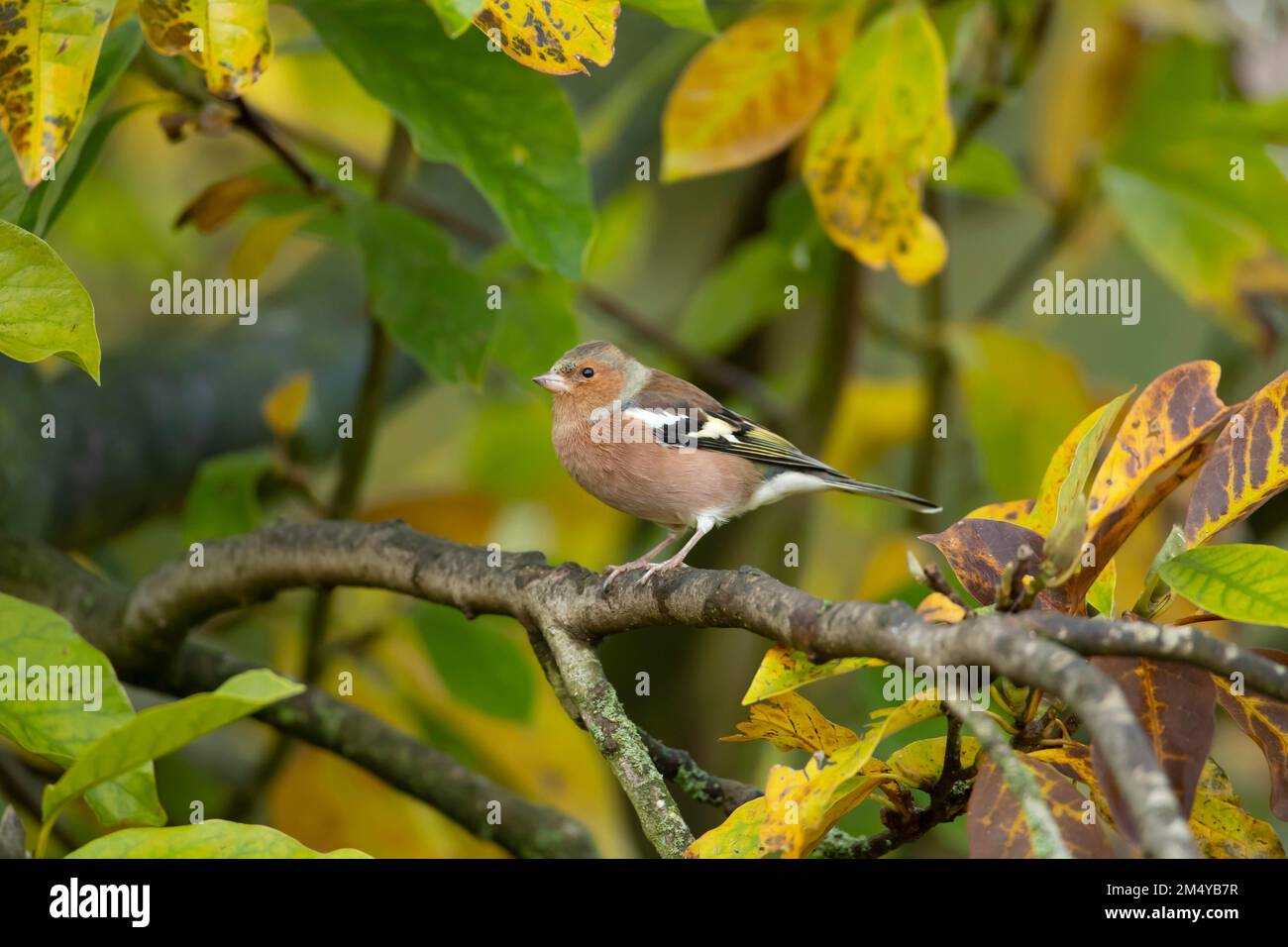 Comune chaffinch (Fringilla coelebs) uccello adulto su un albero di Magnolia giardino in autunno, Suffolk, Inghilterra, Regno Unito Foto Stock